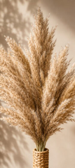 Pampas pluim - 187298
